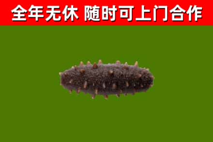 沙湾烟酒回收干海参.jpg